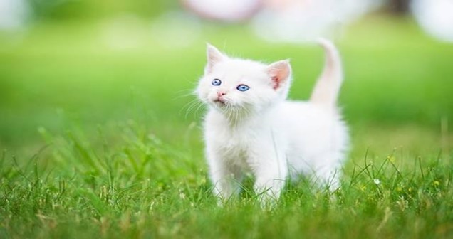 Rüyada Yavru Kedi Görmek